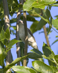 Warbling Vireo